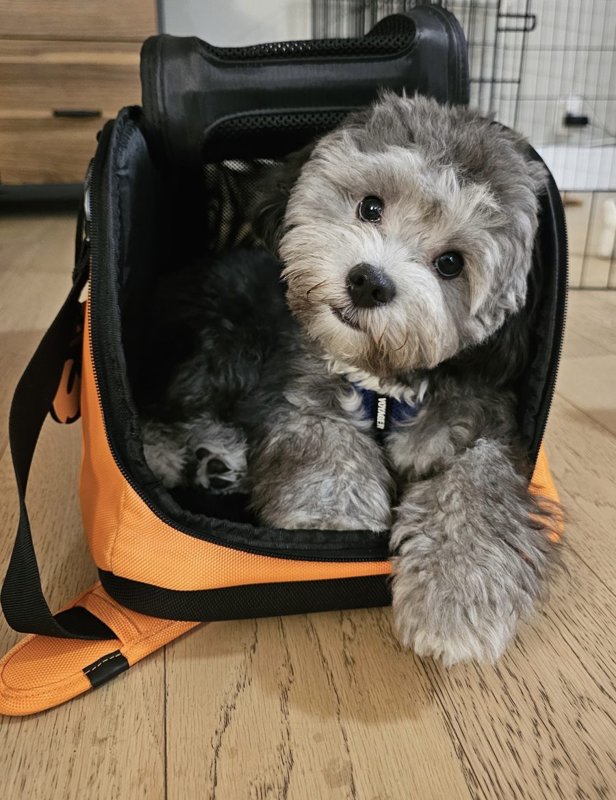 The dog Buddy was built for